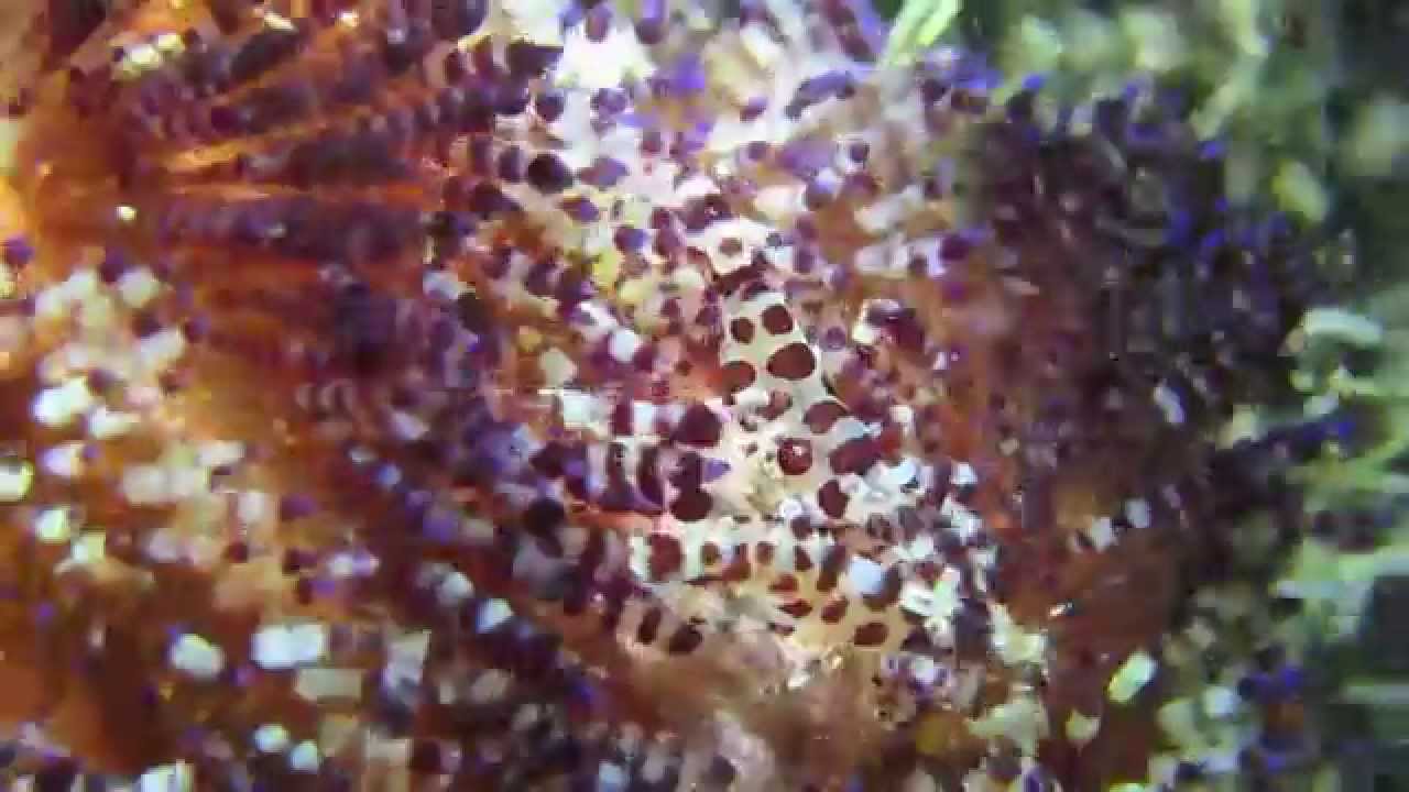 Canon S100 with i-Das UCL-07 +10 close-up lens