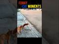 WTF Moments in Cat History