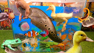 Video tổng hợp cá cảnh đẹp, động vật dễ thương, cá thác lác đốm đen, vịt, cá sấu xanh cute, cá chép