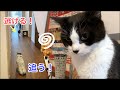 逃げる猫と追いかける猫【朝寝坊おむすび、まずはサラダから】