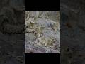 The Snow Leopard Mother Kept Her Cubs Safe #animals #wildlife #shorts #video