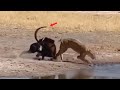 Antilope sable lucha contra leona para sobrevivir