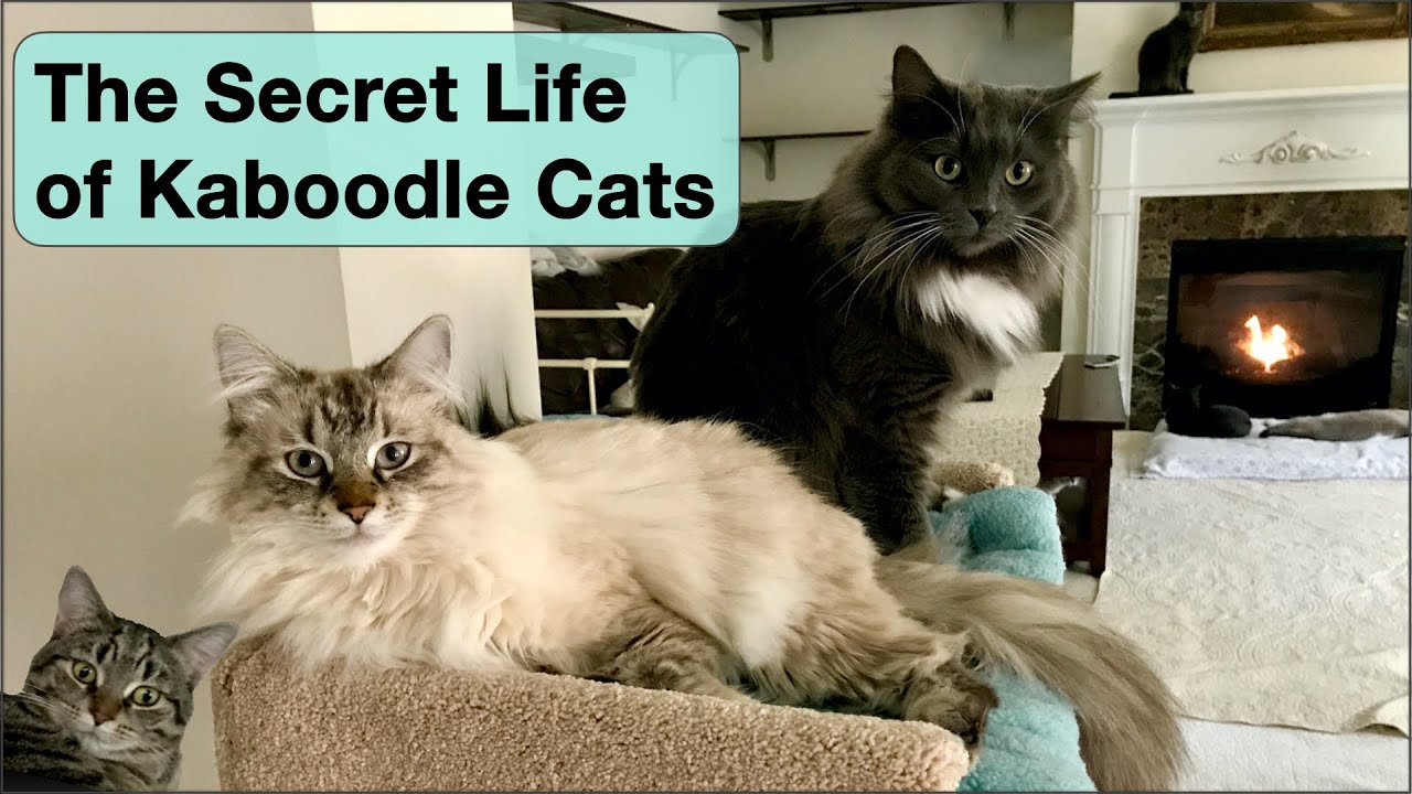 The Secret Life of Kaboodle Cats YouTube