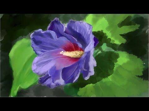 Speedpainting - Flower
Speedpainting set to Sonatina in G by Beethoven.
Music performed by Alastair Cameron:
http://freemusicarchive.org/music/Alastair_Cameron/  Speedpainting - Flower