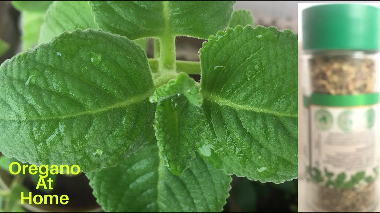 Oregano I ఓరిగెనో అంటే ఏమిటి? ఇంట్లోనే ఇలా చేసుకోవచ్చుI How To Make