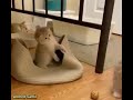 وقوليلوا ياخد باله منك تامر حسني 