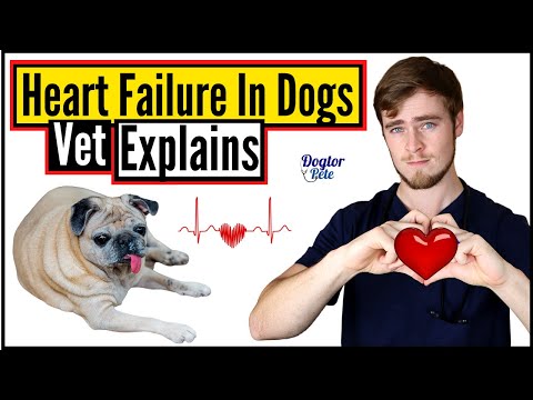 Video: How To Diagnose Heart Disease In A Dog