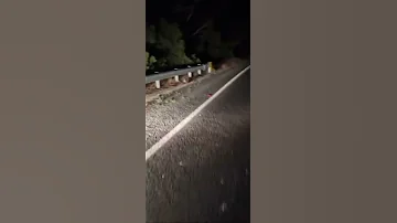 Koalas Are Cute Until You Hear What They Sound Like 