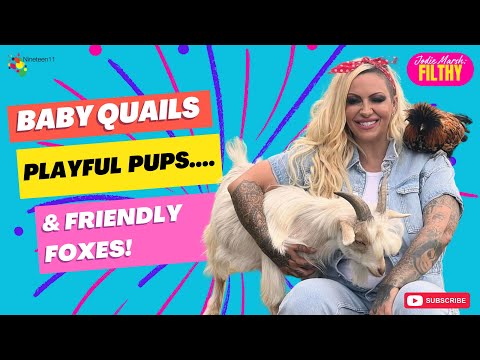 Baby Quails...Playful Pups...& friendly Foxes - Filthy Ep 46