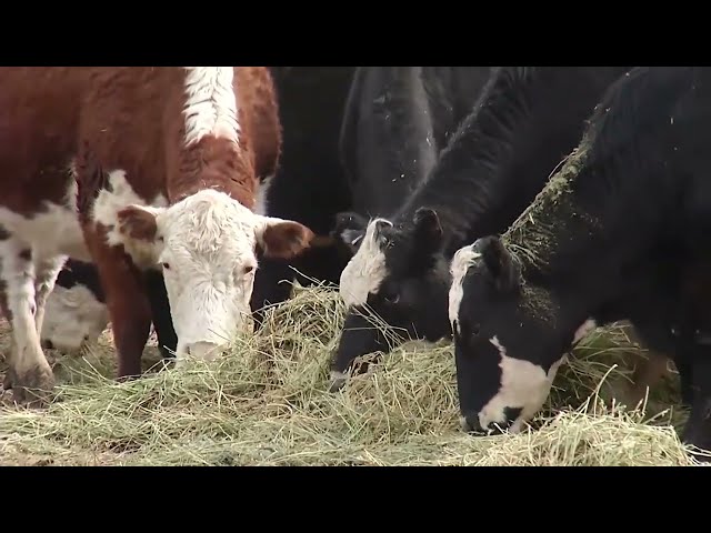 Aid Payments Coming to Producers of Sugar, Specialty Crops, Row Crops and Livestock