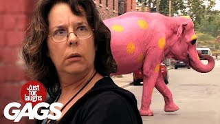 Mejores Bromas  El Elefante Rosa