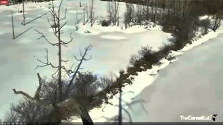 Video 2015 03 29 090600 Shadow Of Hawk Flying Along Berm