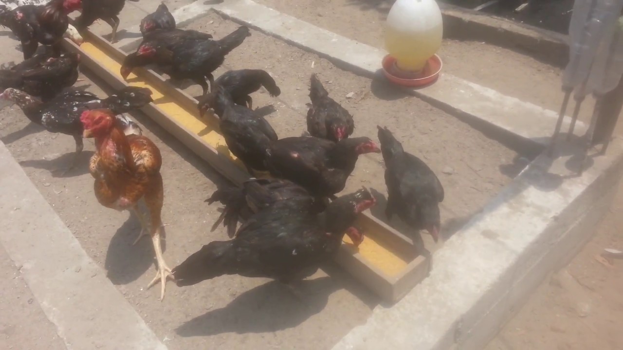 Ternak ayam kampung pekanbaru gazafarm_212 