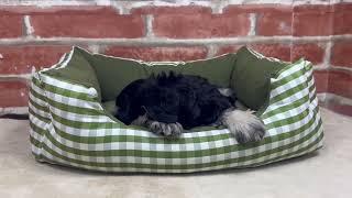 ペットショップCOO&RIKU No.00741882 M・シュナウザー - YouTube