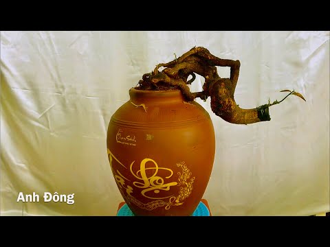 Video Cách chăm sóc phân thuốc cho cây mai sau ghép - youtube