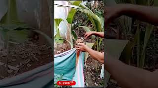 Banana stem water / healthy water from banana tree shorts nature satisfying