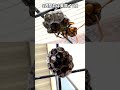 家の前のヤバめの蜂、卵の様子は！？私は京都の週末養蜂家！ #Shorts