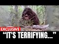 The Bigfoot Mystery Finally Solved And Isn't Good