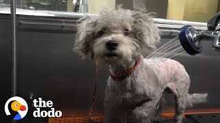 Terrified Stray Dog Is So Scared Of Humans | The Dodo