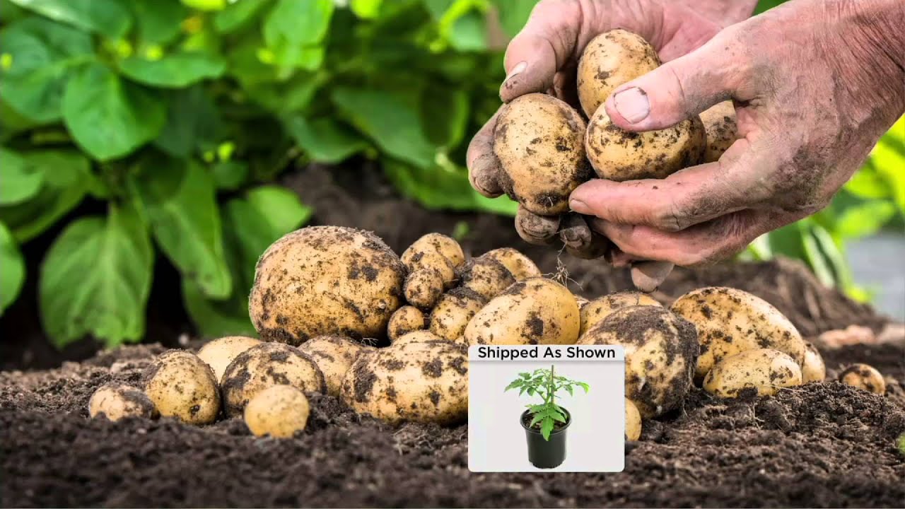 Cottage farms ketchup n fries 2 in 1 tomato and potato plant on qvc