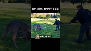 매번 레전드 갱신하는 동물들