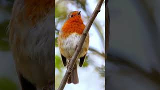 #robin #song #joy #nature #robinsong #robinlife #adorable #birdwatching #birdlovers #birdtherapy