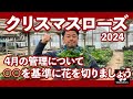 クリスマスローズ 4月の管理　開花後の花はなるべく早く切ろう◆横山園芸 公式◆【2024】
