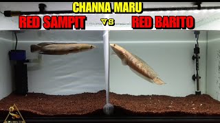 Perbedaan Channa maru red Sampit dan red Barito
