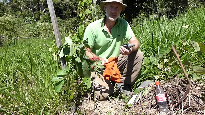 How to measure soil pH with Kelway HB-2 00124