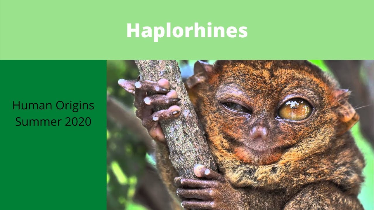 How Do Haplorhines Differ From Strepsirhines?