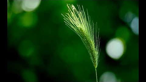 سورة البقرة بصوت القارئ محمد عبد الحكيم سعيد العبد الله