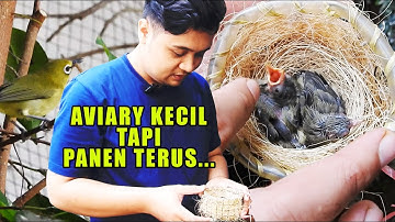 MESKI AVIARY NYA KECIL, TAPI BANYAK BURUNG PANEN TERUS, AKUR DAN BERKEMBANG BIAK BERSAMA
