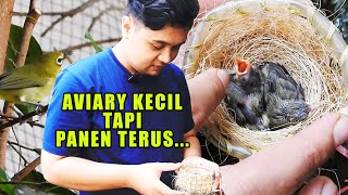Download Lagu MESKI AVIARY NYA KECIL, TAPI BANYAK BURUNG PANEN TERUS, AKUR DAN BERKEMBANG BIAK BERSAMA MP3