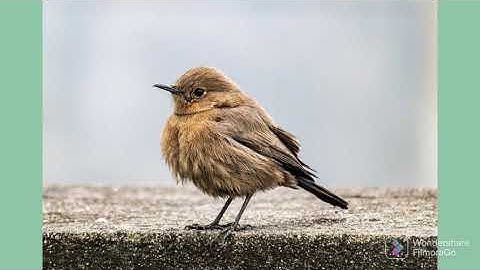 سورة الماعون بصوت القارئ عبدالرحمن محمد