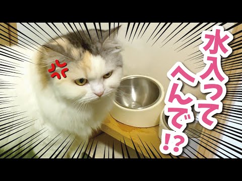 ついに猫用の水を撤去しました