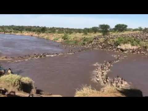 Wildebeest Migration Safaris
