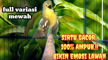 Masteran Sirtu Terbaik dengan full variasi mewah.