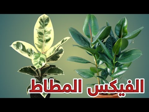 فيديو: Ficus Robusta (25 صورة): ميزات العناية باللبخ المرن في المنزل. ما هو الفرق بين ازدهار اللبخ الحامل للمطاط في الطبيعة؟