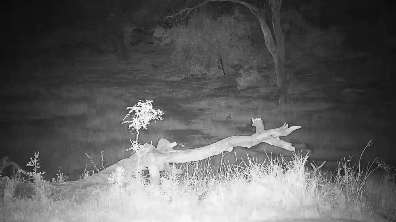 camera iphone 8 plus apk Djuma: Sights and sounds along with visiting Hippo in pan - 21:24 - 07/14/19
