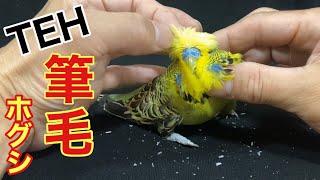 [Parakeet] THE pin feather removal  sequel
