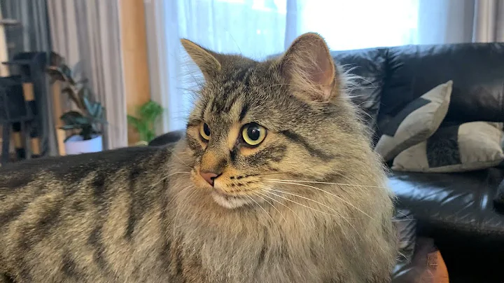 Watch the video about My Siberian Cats First Spa Day! Groomed by Girl With The Dogs 🐾