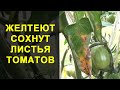 Листья помидоров желтеют и сохнут - Кладоспориоз. Лечение томатов и способы профилактики болезни