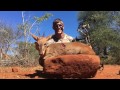 🏹Bowhunting South African Duiker🏹 Bowmar Bowhunting