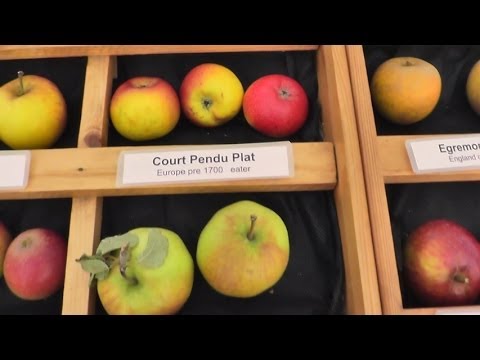 Video: Verscheidenheid aan Krim-appels: beschrijving en foto