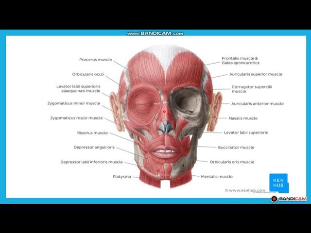 Нағыз үштік порно видео