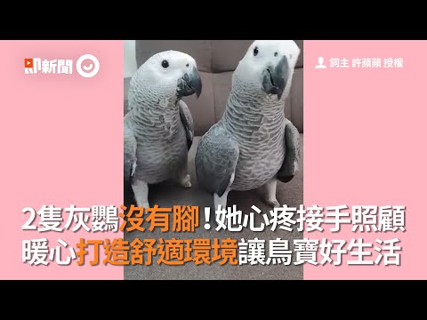 2隻灰鸚沒有腳！她心疼接手照顧 暖心打造舒適環境讓鳥寶好生活│寵物│鳥