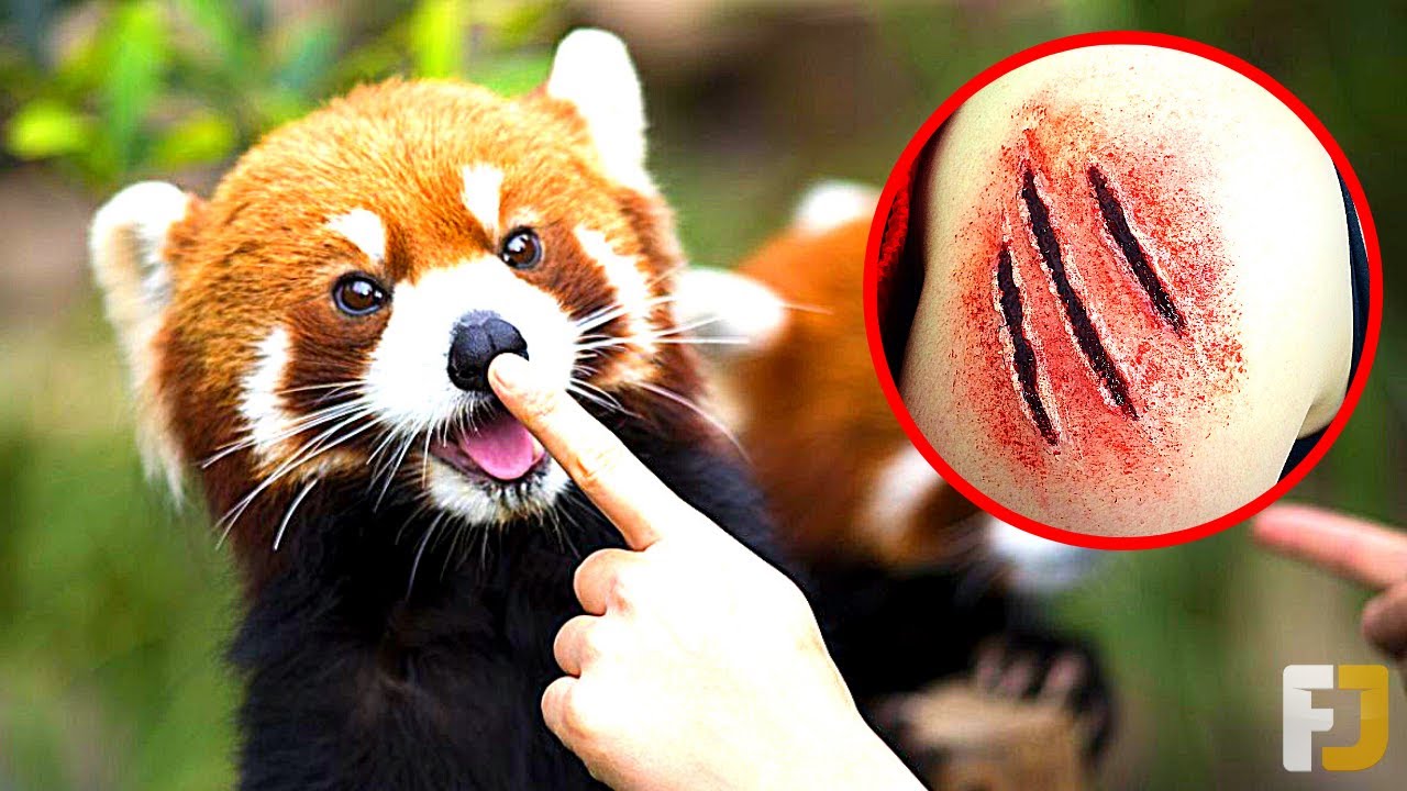 10 Adorable Animals That Are Deadly To Humans - YouTube