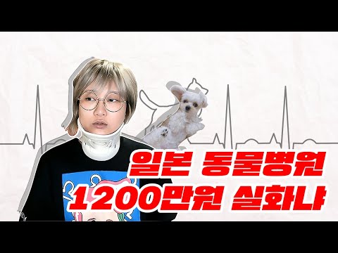 <strong>일본</strong> 동물 병원 슬개골 탈구 수술비 1200만원 나왔는데 어또케?│입운동★<strong>Talk</strong>│케이짱│K짱│Kzzang│