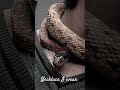 Wanna wear this necklace. Black Headed Royal Snake #miansafeerahmad #wildlife #snakes #wildanimals