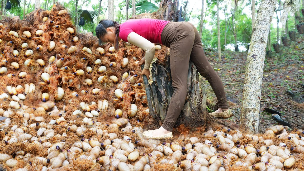 REWIND TIMALSPE --388 Days Harvest Many Palm Weevils, Mulberry, Snails, Mussel Go To Sell